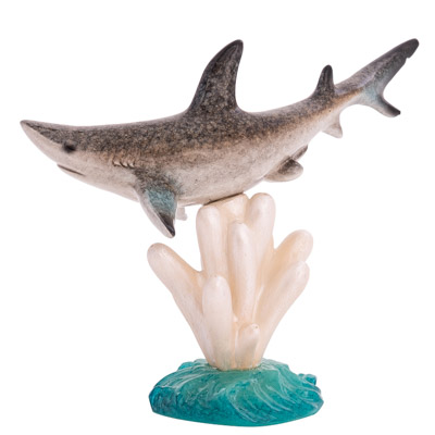 Shark on Sea Anemone