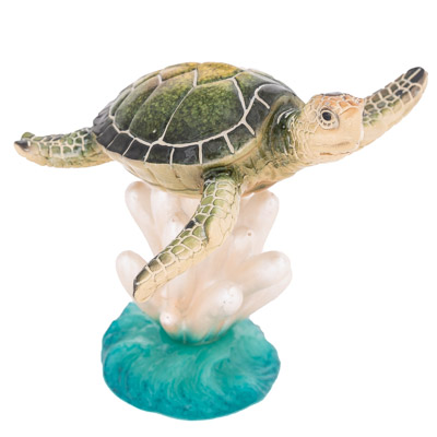 Green Turtle on Anemone