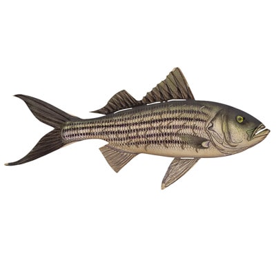 23 1/2 Inches Wide x 11 Inches High Metal Fish Wall Decor