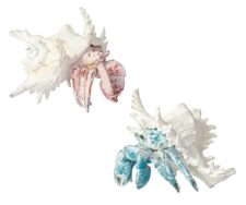 8 1/4 Inches Wide x 6 1/2 Inches High Assorted Crab in Shell